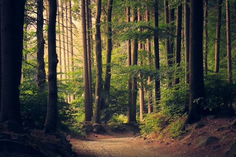 Sunlit forest path representing nature walks and balanced lifestyle habits
